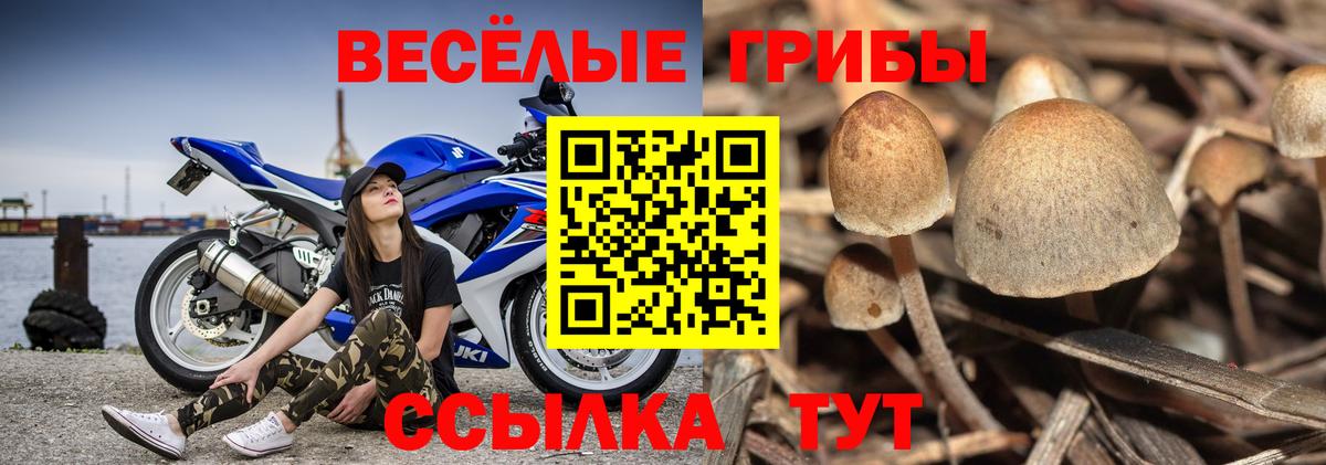Псилоцибиновые грибы Psilocybine cubensis Новомосковск