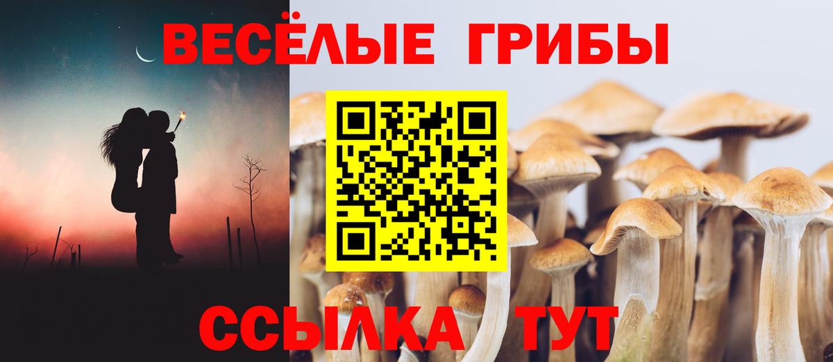 Псилоцибиновые грибы GOLDEN TEACHER  Вход с VPN  Новомосковск  Псилоцибиновые грибы мухоморы 